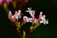 Valeriana