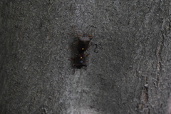 Pentatoma rufipes