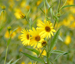 Helianthus maximiliani