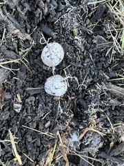 Fungi