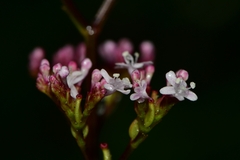 Valeriana