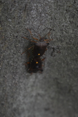 Pentatoma rufipes