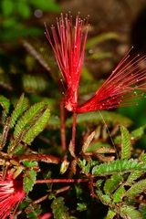 Calliandra