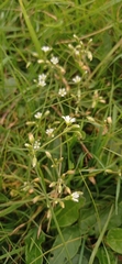 Cerastium fontanum