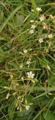 Cerastium fontanum
