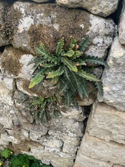 Asplenium ceterach