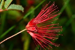 Calliandra
