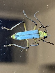 Chauliognathus cinguliventris