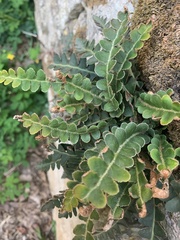 Asplenium ceterach