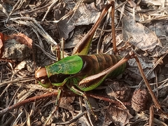 Eupholidoptera chabrieri