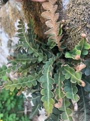 Asplenium ceterach