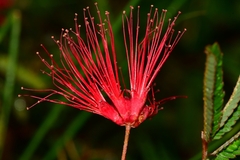 Calliandra