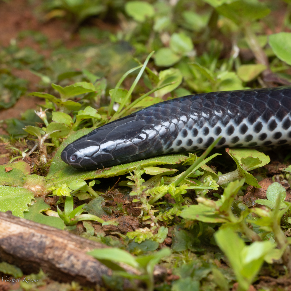 Khaire's Black Shieldtail