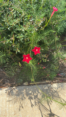 Ipomoea quamoclit