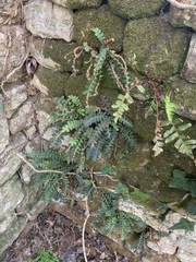 Asplenium ceterach