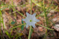 Hymenocallis palmeri