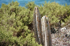 Lophocereus schottii