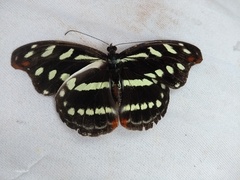 Catonephele acontius