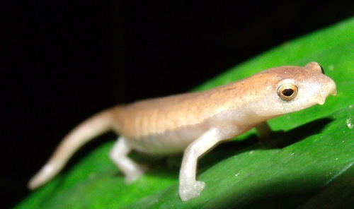 Bolitoglossa biseriata