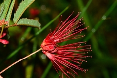 Calliandra