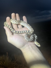 Pituophis catenifer sayi