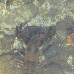 Pacifastacus leniusculus