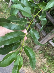Salix euxina