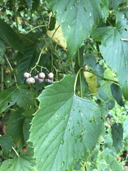 Ampelopsis cordata