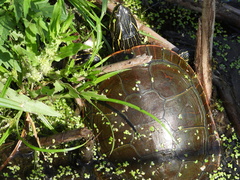 Chrysemys picta bellii