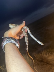 Pituophis catenifer sayi