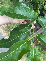 Salix euxina