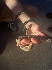 Pituophis catenifer sayi