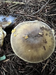 Amanita augusta