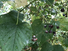 Ampelopsis cordata