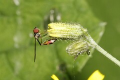 Baccha elongata