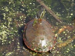 Chrysemys picta bellii