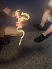 Pituophis catenifer sayi