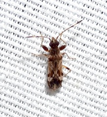 Neopamera albocincta