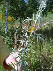 Artemisia absinthium
