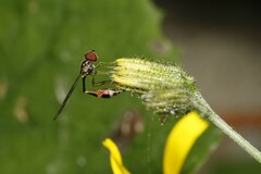Baccha elongata
