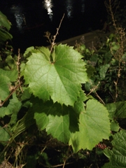 Vitis vinifera