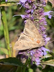 Anarta trifolii