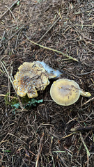 Amanita augusta