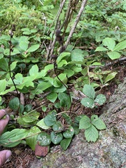 Pyrola chlorantha