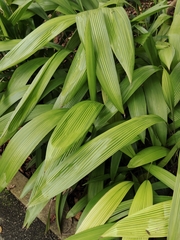 Molineria capitulata