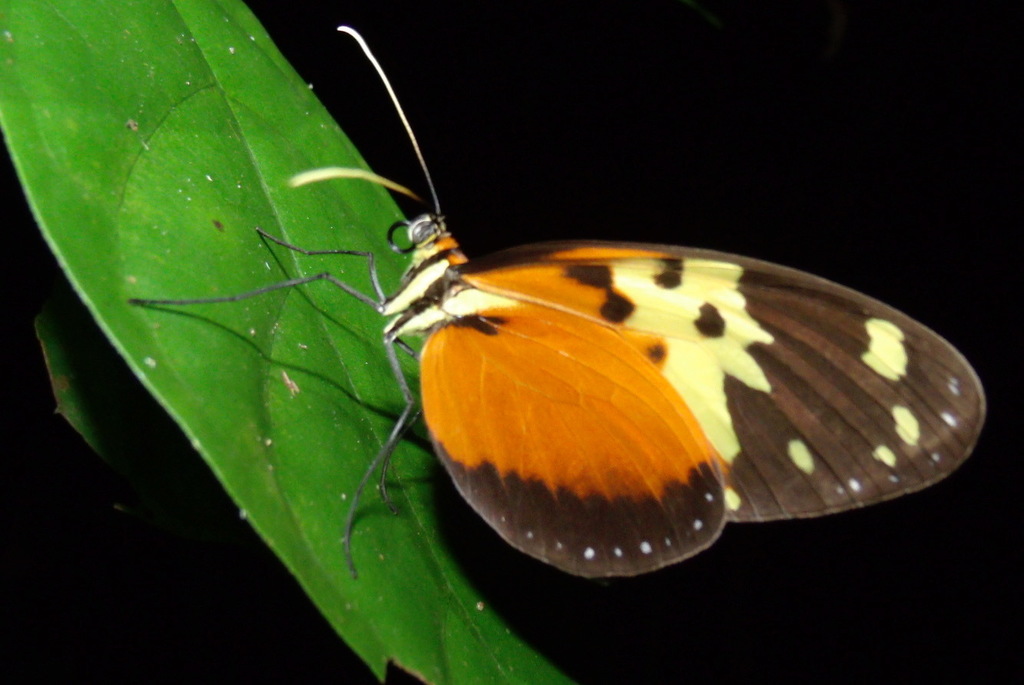 Melinaea idae