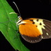 Melinaea idae - Photo (c) John G. Phillips, vissa rättigheter förbehållna (CC BY-NC), uppladdad av John G. Phillips