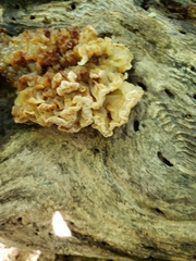 Ductifera pululahuana