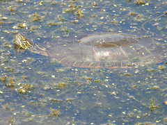 Chrysemys picta bellii
