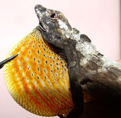 Anolis triumphalis
